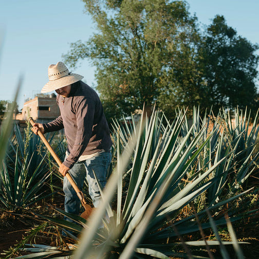 Farmer cultivating agave nectar