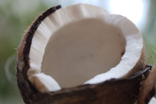 Half opened coconut