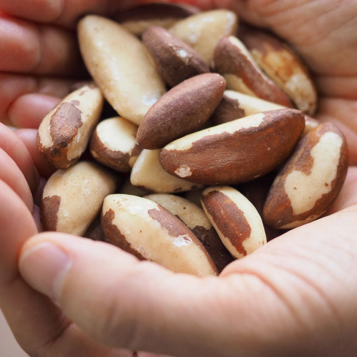 Hand holding organic brazil nuts