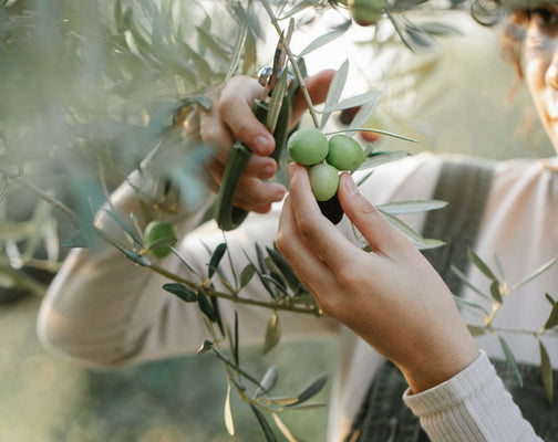 Olive picking