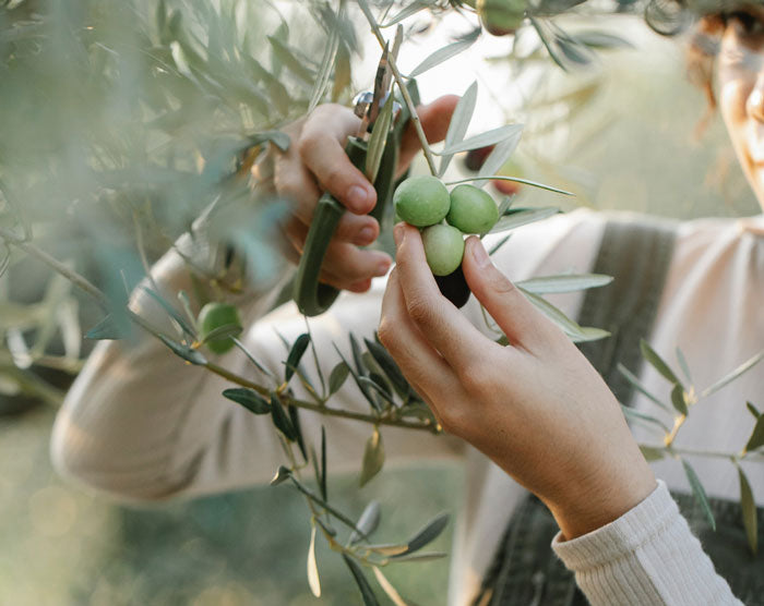 Olive picking